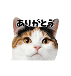 会話に使える♪うごく猫の顔アップ♪（個別スタンプ：13）