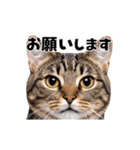 会話に使える♪うごく猫の顔アップ♪（個別スタンプ：14）