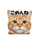 会話に使える♪うごく猫の顔アップ♪（個別スタンプ：15）