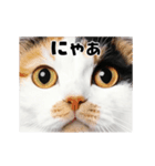 会話に使える♪うごく猫の顔アップ♪（個別スタンプ：16）
