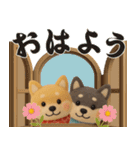 【秋冬】ふわもこ柴犬の気持ち便（個別スタンプ：1）