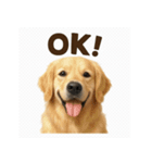 犬犬犬犬犬犬わんわん（個別スタンプ：1）