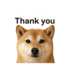 犬犬犬犬犬犬わんわん（個別スタンプ：2）