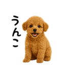 犬うんこ【トイプードル】（個別スタンプ：1）