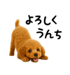 犬うんこ【トイプードル】（個別スタンプ：3）