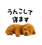 犬うんこ【トイプードル】（個別スタンプ：12）