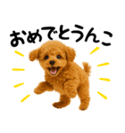 犬うんこ【トイプードル】（個別スタンプ：13）