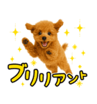 犬うんこ【トイプードル】（個別スタンプ：14）
