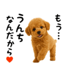 犬うんこ【トイプードル】（個別スタンプ：15）