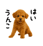 犬うんこ【トイプードル】（個別スタンプ：25）