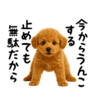 犬うんこ【トイプードル】（個別スタンプ：29）