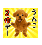 犬うんこ【トイプードル】（個別スタンプ：30）