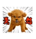 犬うんこ【トイプードル】（個別スタンプ：36）