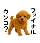 犬うんこ【トイプードル】（個別スタンプ：37）