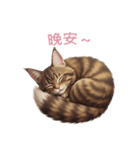 【繁體字】 メインクーン スタンプ 2（個別スタンプ：11）