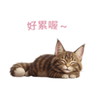 【繁體字】 メインクーン スタンプ 2（個別スタンプ：13）