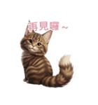 【繁體字】 メインクーン スタンプ 2（個別スタンプ：16）