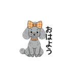 トイプードル グレー（秋冬のスタンプ）（個別スタンプ：1）