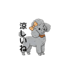 トイプードル グレー（秋冬のスタンプ）（個別スタンプ：12）