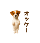 踊る！ジャックラッセルテリア（個別スタンプ：9）