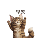 【繁體字】 メインクーン スタンプ 1（個別スタンプ：2）