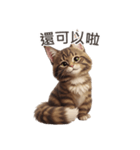 【繁體字】 メインクーン スタンプ 1（個別スタンプ：3）