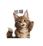 【繁體字】 メインクーン スタンプ 1（個別スタンプ：4）