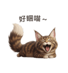 【繁體字】 メインクーン スタンプ 1（個別スタンプ：6）