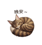 【繁體字】 メインクーン スタンプ 1（個別スタンプ：11）