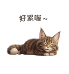 【繁體字】 メインクーン スタンプ 1（個別スタンプ：13）