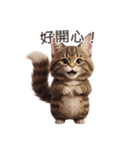 【繁體字】 メインクーン スタンプ 1（個別スタンプ：14）