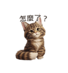 【繁體字】 メインクーン スタンプ 1（個別スタンプ：15）