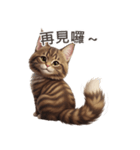 【繁體字】 メインクーン スタンプ 1（個別スタンプ：16）