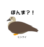 カレッジ シュールBird 1（個別スタンプ：12）