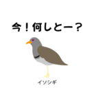 カレッジ シュールBird 1（個別スタンプ：25）