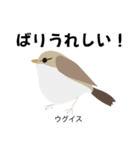 カレッジ シュールBird 1（個別スタンプ：30）