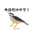 カレッジ シュールBird 1（個別スタンプ：35）