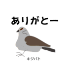 カレッジ シュールBird 1（個別スタンプ：36）