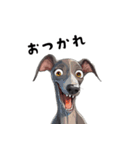 毎日使える大人可愛いイタグレ（個別スタンプ：13）