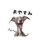 毎日使える大人可愛いイタグレ（個別スタンプ：15）