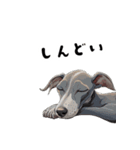 毎日使える大人可愛いイタグレ（個別スタンプ：17）