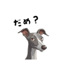 毎日使える大人可愛いイタグレ（個別スタンプ：21）