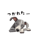 毎日使える大人可愛いイタグレ（個別スタンプ：22）