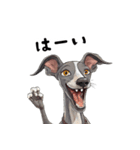 毎日使える大人可愛いイタグレ（個別スタンプ：26）