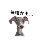 毎日使える大人可愛いイタグレ（個別スタンプ：33）