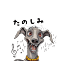 毎日使える大人可愛いイタグレ（個別スタンプ：37）