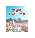 背景が動く✨コスモスと紅葉と-秋風感じる-（個別スタンプ：13）
