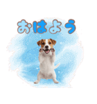 元気いっぱい♡ジャックのスタンプ（個別スタンプ：1）