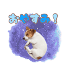 元気いっぱい♡ジャックのスタンプ（個別スタンプ：3）