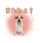 元気いっぱい♡ジャックのスタンプ（個別スタンプ：12）